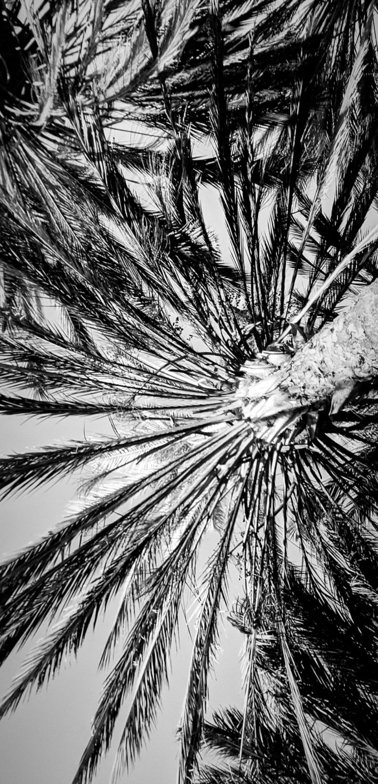 "Palms Are Watching Us" photograph by Arsinöe Veda