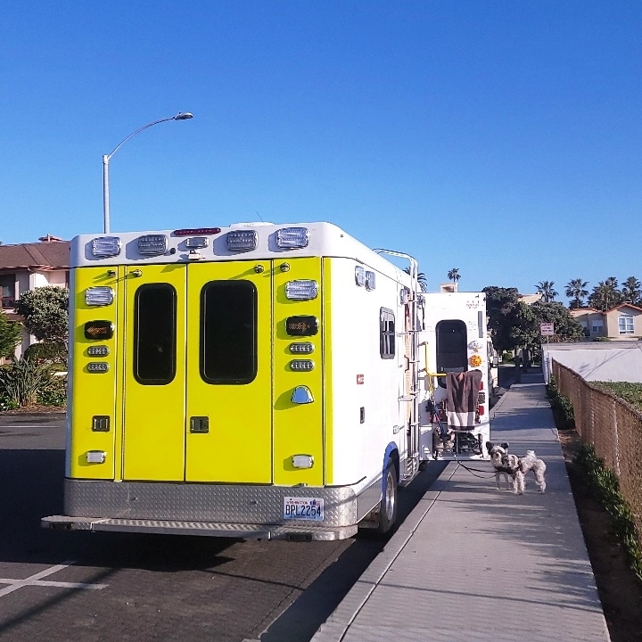 Dora and Petrie wait patiently for their morning beach walk outside the Ambulance.
