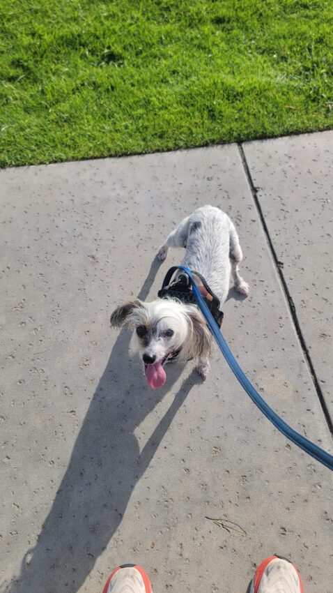 Dora the Explorer, Chinese Crested